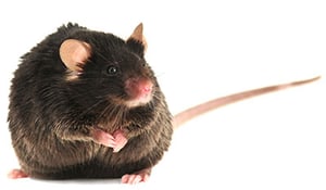 diet-induced-obese-b6-mouse-model