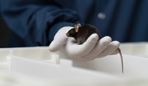 INSIGHT: Should You Breed or Buy Your Rodent Models?