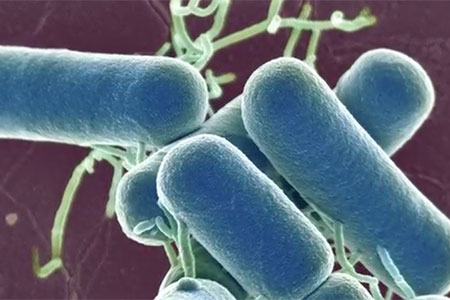 INSIGHT: Transportation Affects Gut Microbiome of Laboratory Mice