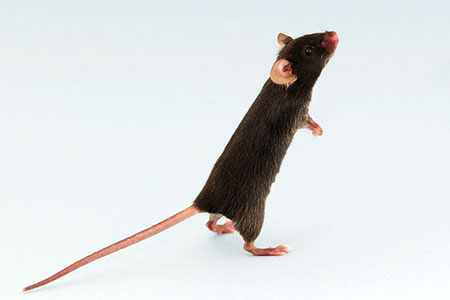 INTRODUCING: Jh (C57BL/6) Mouse model