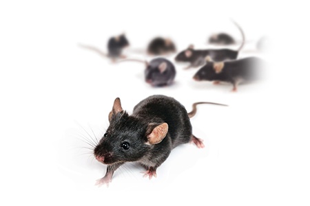 INSIGHT: Methods of Animal Model Identification