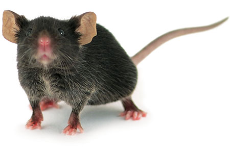 c57bl6-mouse-insight-9