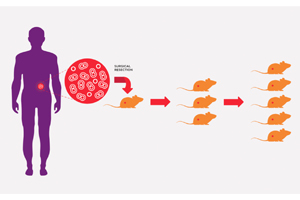 On-Demand Webinar: Orthotopic-PDX Models: The Gold ...