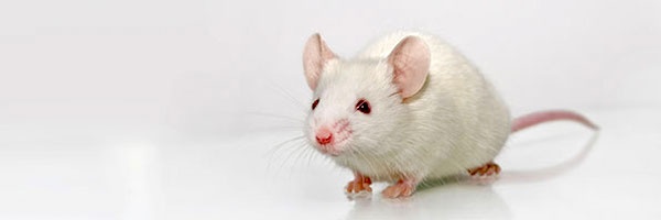 albino-mouse